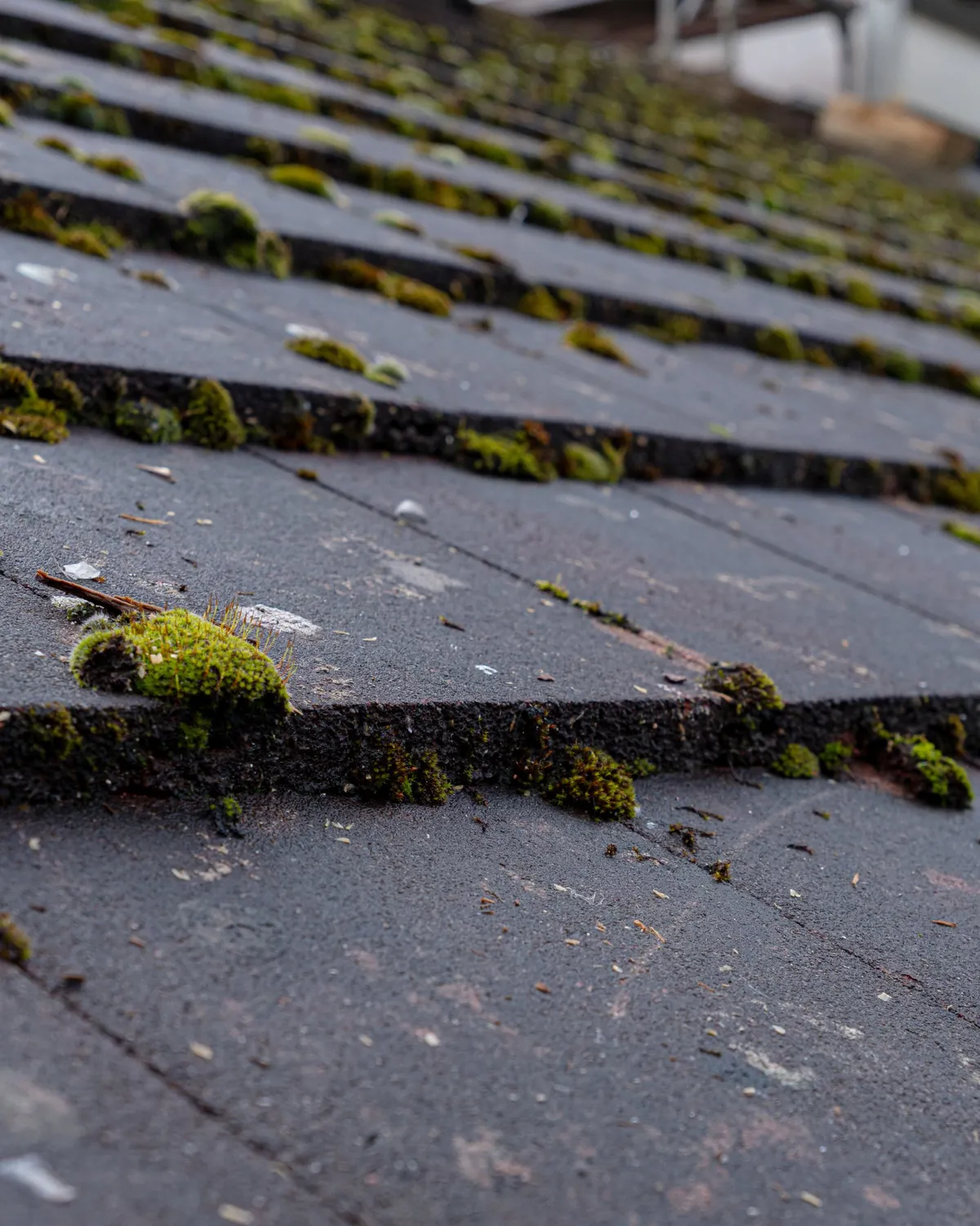 Toiture abîmée couverte de mousse avant rénovation - MS Couverture Montbéliard